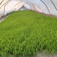 توم هاشمی و جمشیدی