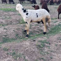 بره قوچ