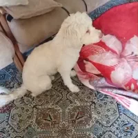 واگزاری سگ نر