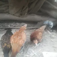 مرغ و خروس