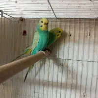 یک جفت مرغ عشق رینبو جوجه جمع کن