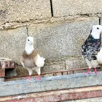 کبوتر طوقی
