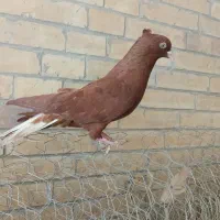 گلی دم سفید