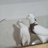 ۲ جفت کبوتر سالم