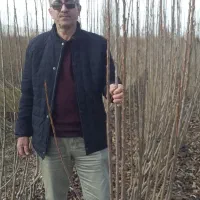 نهال نمونه تولید کننده بدون واسطه