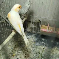 قناری با جوجه