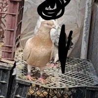 کفتر زرد دم سفید پرشی و ملقی به شرط همه چی