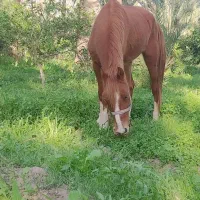 اسب نریان پنج نشان