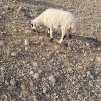 میش چاق