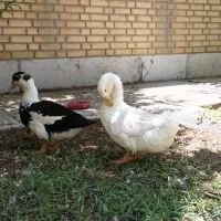 تخم مرغابی ایخام
