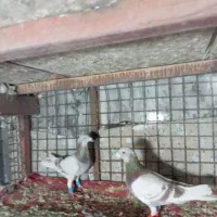 یک جفت اقون خط دار