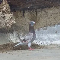 کبوتر پلاکی