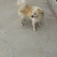 سگ پاکوتاه روباهی