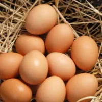 تخم مرغ گلین