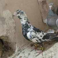 بزک