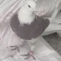 فروش|پرنده|زارچ, |دیوار