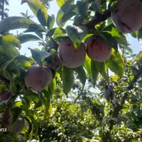 آلو|خوردنی و آشامیدنی|نیشابور, ده حلاج|دیوار