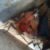 تخم مرغ نطفه دار زیر قیمت کاکولی