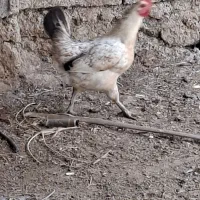 ۱ عدد مرغ تخمگذار خورموج