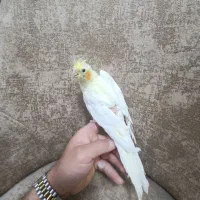 عروس