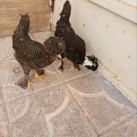 مرغ و خروس سلطان