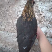 مرغ عربی