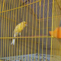 قناری|پرنده|ایلام, |دیوار
