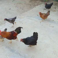 مرغ محلی تخم گذار