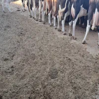 شیر گاوی خالص پخش ماست،کره،دوغ،روغن حیوانی،