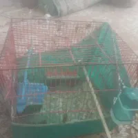 فنچ