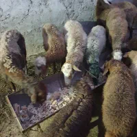 فروش ویژه تعدادی گوسفند