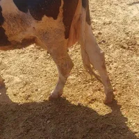 ماده گاو یک شکم زایده آبستن نیست حذفی