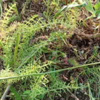 فروش یونجه پرس وباغ دستی درروستای قورناب علیا
