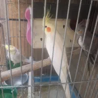 عروس هلندی همراه جایزه