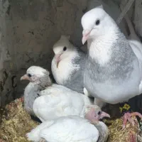 طوقی