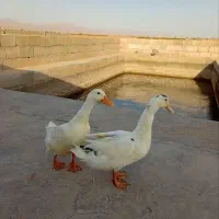 جوجه