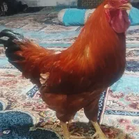 خروس