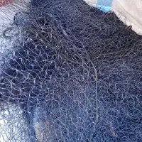 تور شیری|ماهیگیری|بوشهر, |دیوار