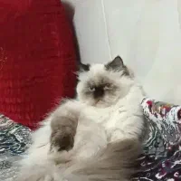 2عدد گربه نر هیمالیا ماده پرشین