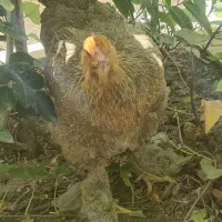 مرغ برهما