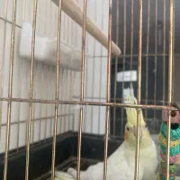 عروس هلندی کاملا دستی