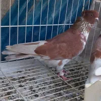 کبوتر نسل قدیم
