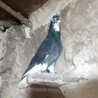 چن‌عددکبوترپرشی