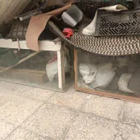 اکواریوم