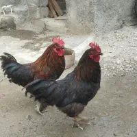 دو عدد خروس سیاه