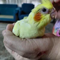 عروس هلندی ۴۵ روزه هستند