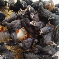 جوجه بلک استار
