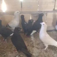 هفت عدد کفتر فروشی