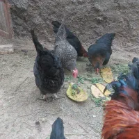 مرغ رسمی