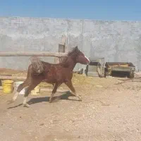 کره‌مادیون‌۱۰ماهه‌‌